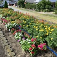 自治会花壇の世話 8月1日