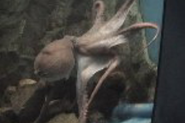 世界最大のタコ The Biggest Collection