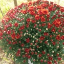 顧客満足度調査の結果を組織の意識改革へ活かす