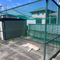 ツバメの赤ちゃん。