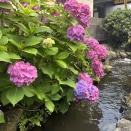 梅雨の花道を抜けて