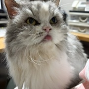 週に2回通院中の16歳のケイの近況