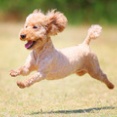 5-16-3　東山　こあちゃん　6歳　南あわじドッグラン・飛行犬撮影所にて