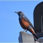 おとめちっくな夢もよう