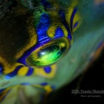 南紀白浜「ミスオーシャンダイビングサービス」今日の海ログ