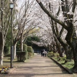 『【お花見】酒々井総合公園』の画像