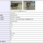 チーム　オオサキ