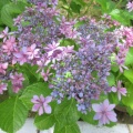 大慈寺の紫陽花　3