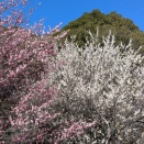 島根県民の怒りの矛先