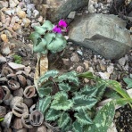 きの子のDIYガーデン