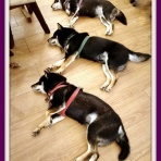 野田市の画材･額縁店･翠光舎&コスモス