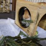 早乙女チャンネル２