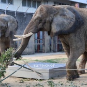 クリスマスリースのプレゼント　（２）