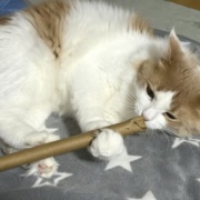 猫とは思えない遊び方をする大きな猫