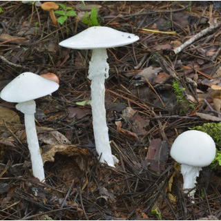 『【朗報】淫夢語録だけで毒キノコへの対処が出来ることが判明』の画像