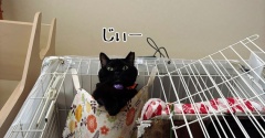 猫を見る時、猫もまた見ている