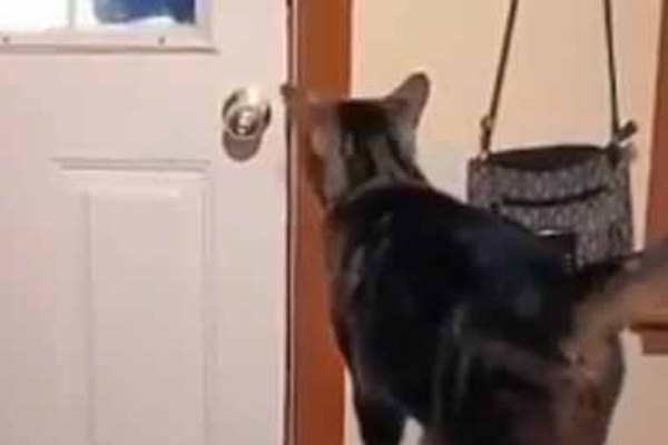 ネコはお父さんが大好きだった パパおかえり 猫はいつもこうなります 猫の動画 ねこわん