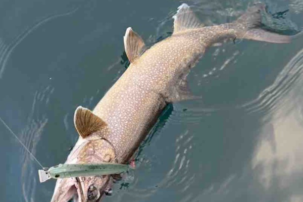 ORA Minnow Serendipity