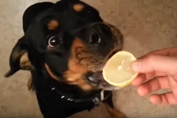 レモンを初めて食べたロットワイラー犬の反応が面白い ハトポ