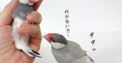 兄たんを追うジル