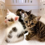 『子猫達、シェルターに仲間入り』の画像
