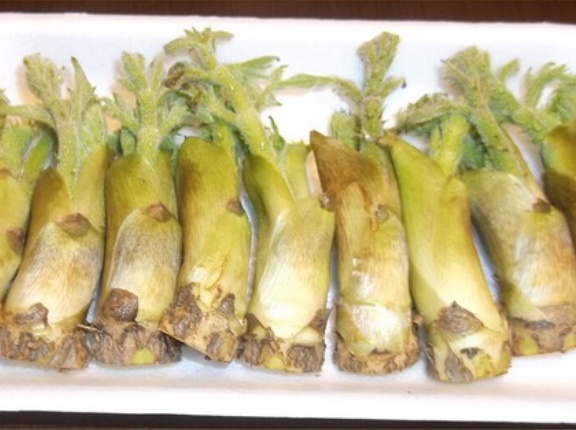 山菜少し食わないと体調崩す説