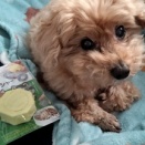 NEW薬クラッシャー💊🐶🩹