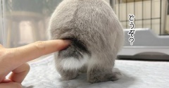 うさぎのルリ(9/25追記)