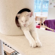 マッシュ、永眠