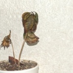 年金だけで生活して 雀の涙