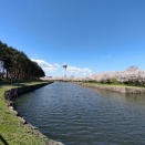 満開の桜咲く五稜郭公園、外国人でいっぱい‼️