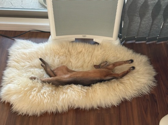 毎冬恒例の、パネルヒーター前のわか坊の開き