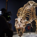 【朗報】ティラノサウルス、羽毛ではなくやっぱりウロコに覆われていた 最新研究