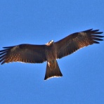野鳥の観察を都内で