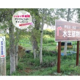 『栗原市の風景～伊豆沼・内沼水生植物園で夏の癒しを～』の画像