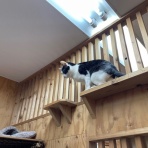 家をさがすのじゃ～～～～