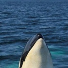 飼育下にあるシャチ 世界分布図 サメ シャチ好き集まれ情報局