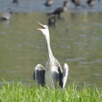 Tokyo_wildbirdpark_blog