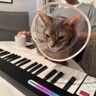 聞き慣れない音にイカ耳の猫たち