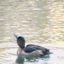 若葉台水辺愛護会 野鳥観察日記