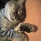 『犬！犬！犬！犬！猫！　過ぐ世現つ世紡ぐ糸MM551』の画像