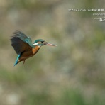 かんばんやの四季彩翡翠