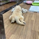 ゴールデンレトリバー🪩
