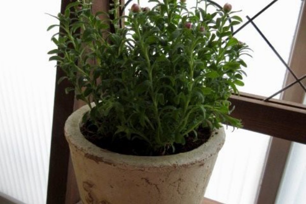 こそっと菜園 花かんざし