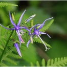 林道の夏の花➀