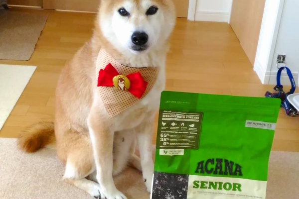 柴犬こうたの気ままダイアリ