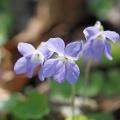 溜池の花