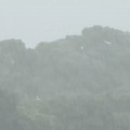 2026年6月3日の野鳥公園