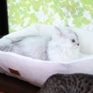 ご予約はお早めにお願いいたします。