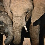 『保護区から大量に消えたゾウたち』の画像